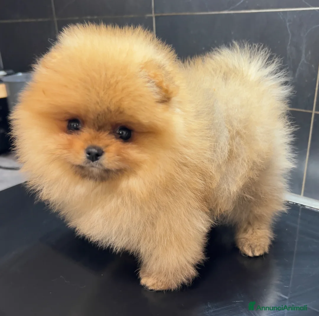 Volpino Pomerania cani in vendita: Pomerania Spitz nano  - Annuncio 7