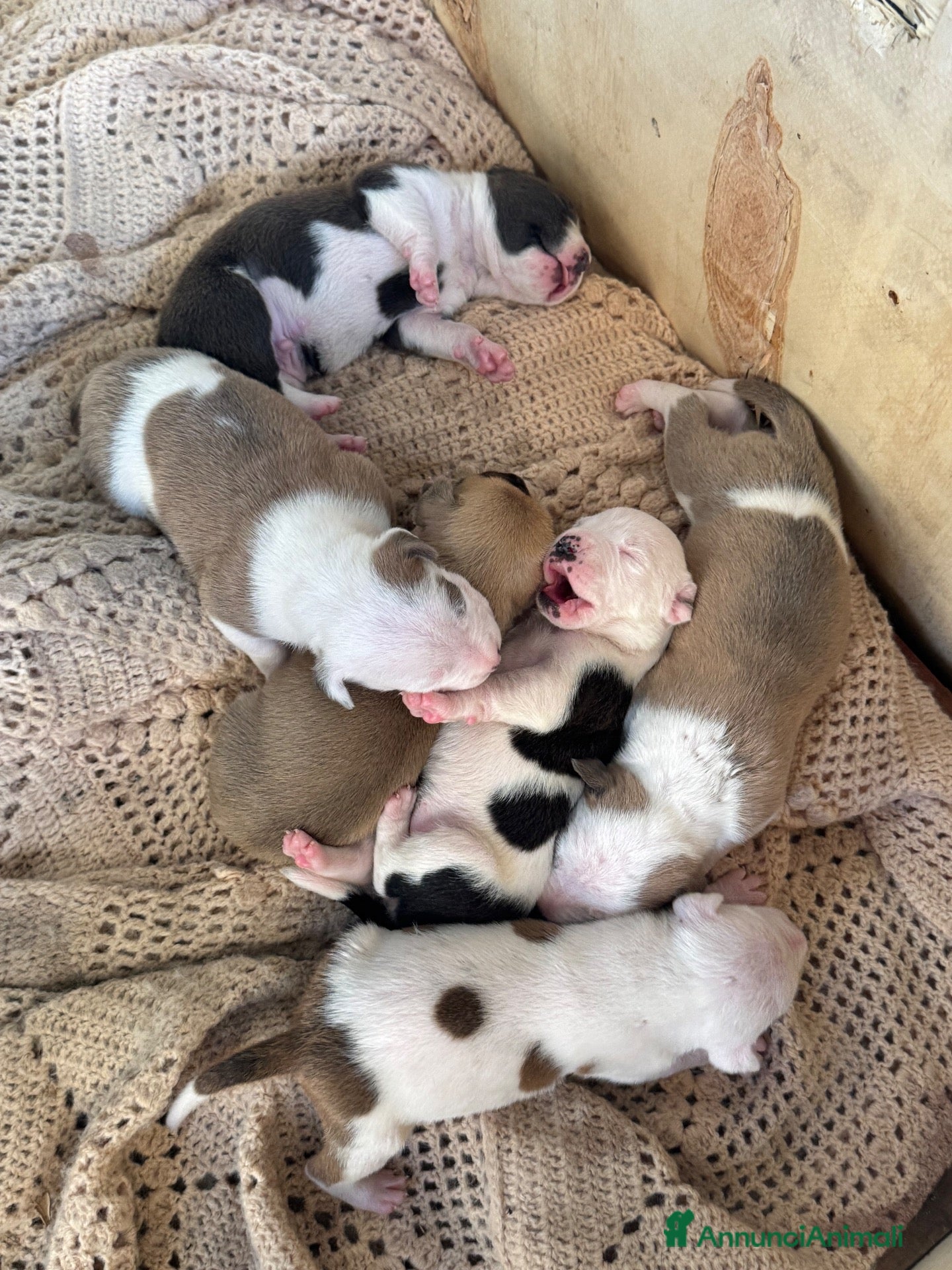 Meticcio cani Pitbull - Annuncio 21