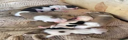 Meticcio cani in vendita: Pitbull a Città metropolitana di Catania - Annuncio 1