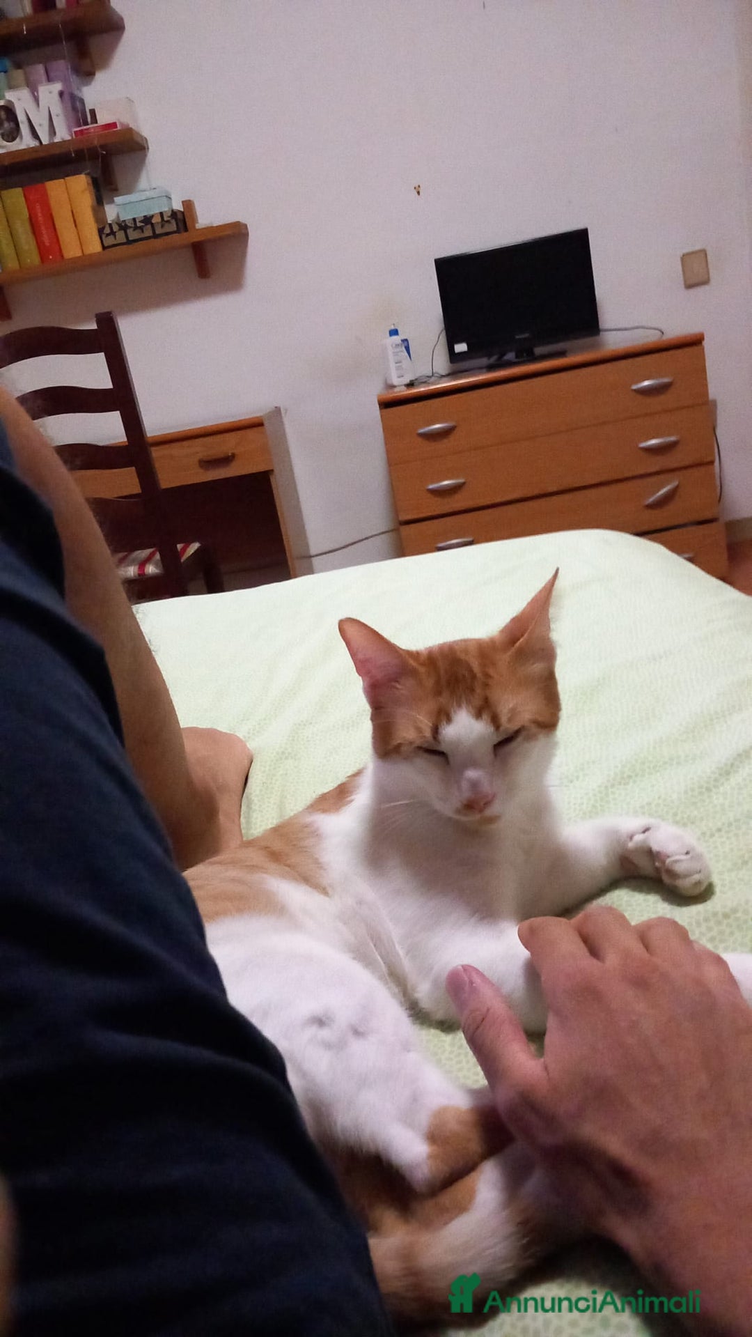 Altre razze gatti in regalo: GATTO ADULTO  - Annuncio 8