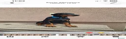 Dobermann cani in vendita: Doberman - Annuncio 4