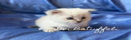Siberiano gatti in vendita: Cuccioli Gatto Siberiano AFSI WCF, Alta genealogia - Annuncio 14