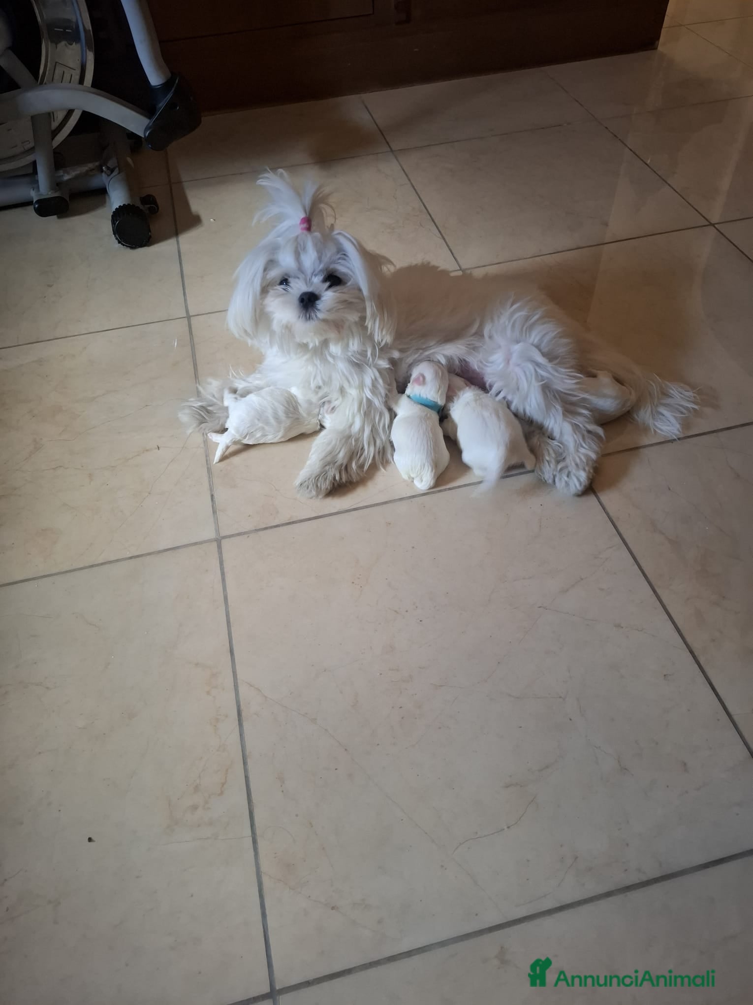 Maltese cani Cuccioli di Maltese - Annuncio 4