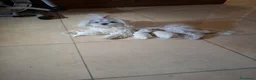 Maltese cani in vendita: Cuccioli di Maltese - Annuncio 1