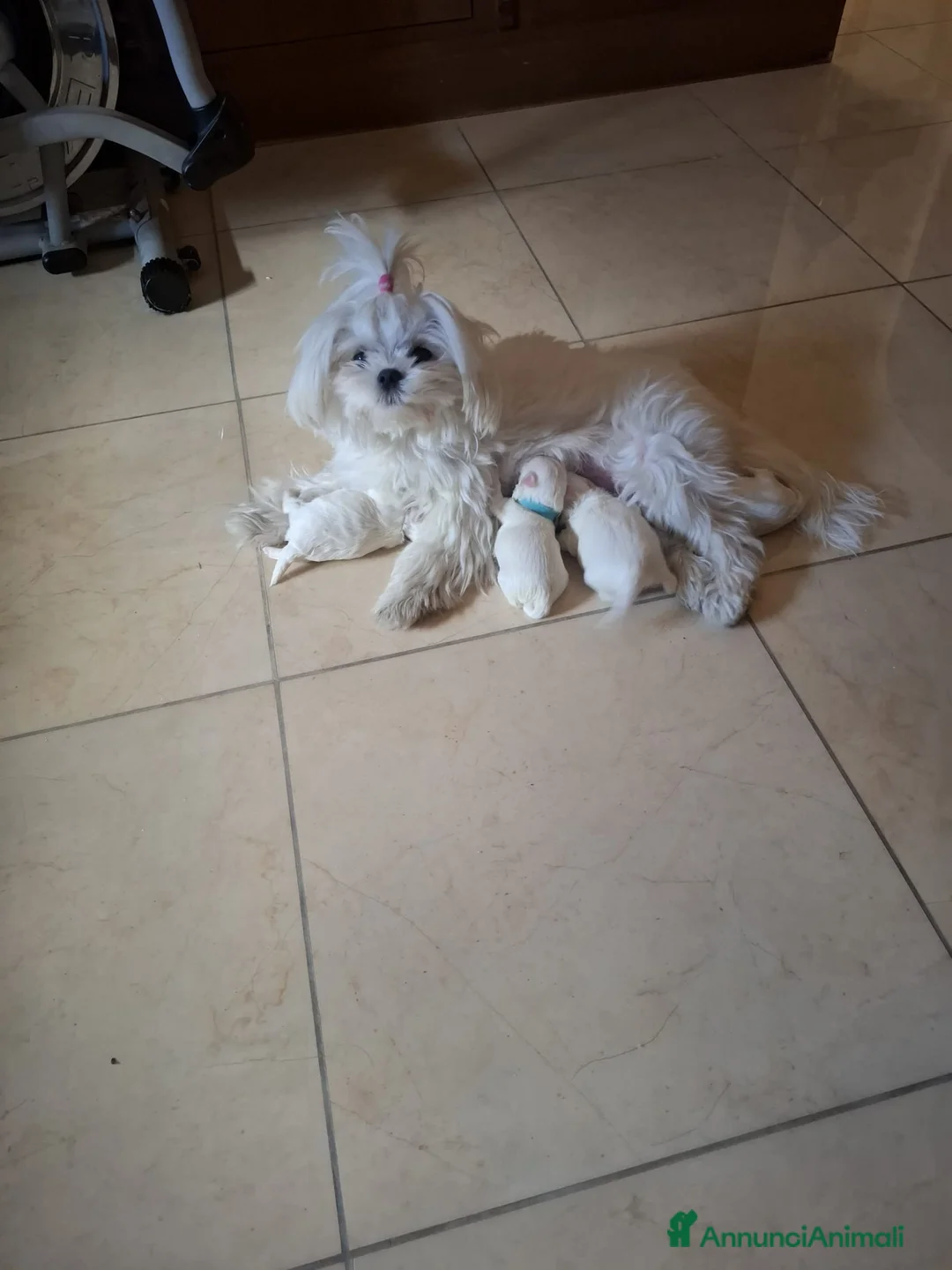 Maltese cani in vendita: Cuccioli di Maltese - Annuncio 1