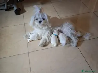 Maltese cani Cuccioli di Maltese - Annuncio 4