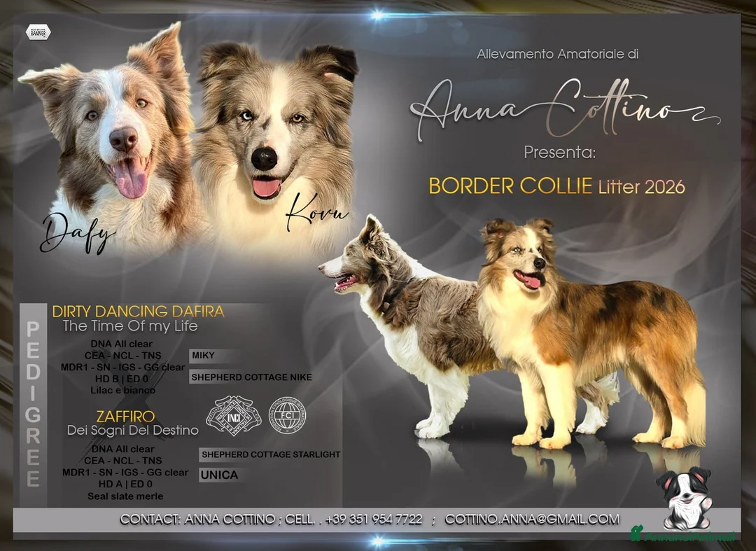 Border Collie cani in vendita: Border collie - Annuncio 8
