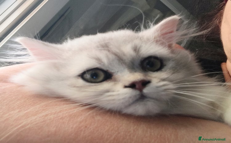 Persiano gatti a Provincia di Reggio Emilia - Annuncio 10