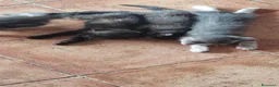 Meticcio gatti in regalo: Regalo gattini di 3-4 mesi e di 1 anno e mezzo  a Città metropolitana di Roma Capitale - Annuncio 9