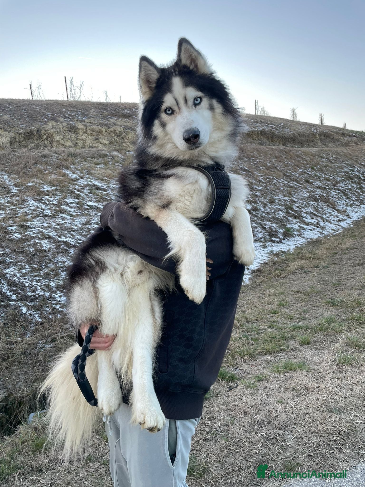 Husky cani Axel cerca fidanzata! - Annuncio 11