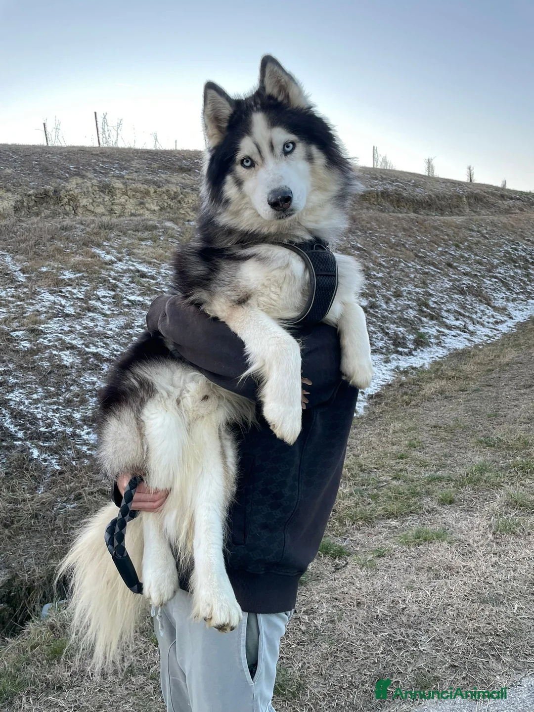 Husky cani per accoppiamento: Axel cerca fidanzata! - Annuncio 1