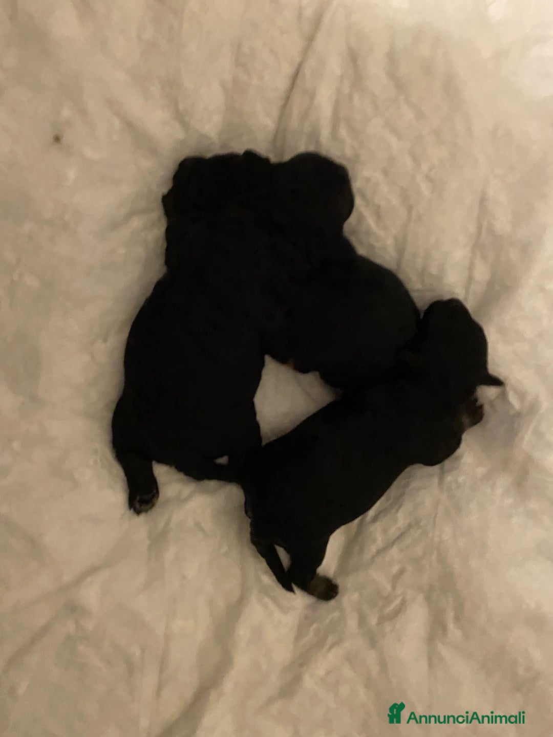 Barboncino cani in vendita: Cuccioli di barboncino  - Annuncio 23