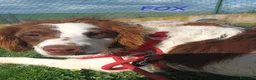 Meticcio cani in regalo: FOX bel timidino tg medio picc. - Annuncio 4