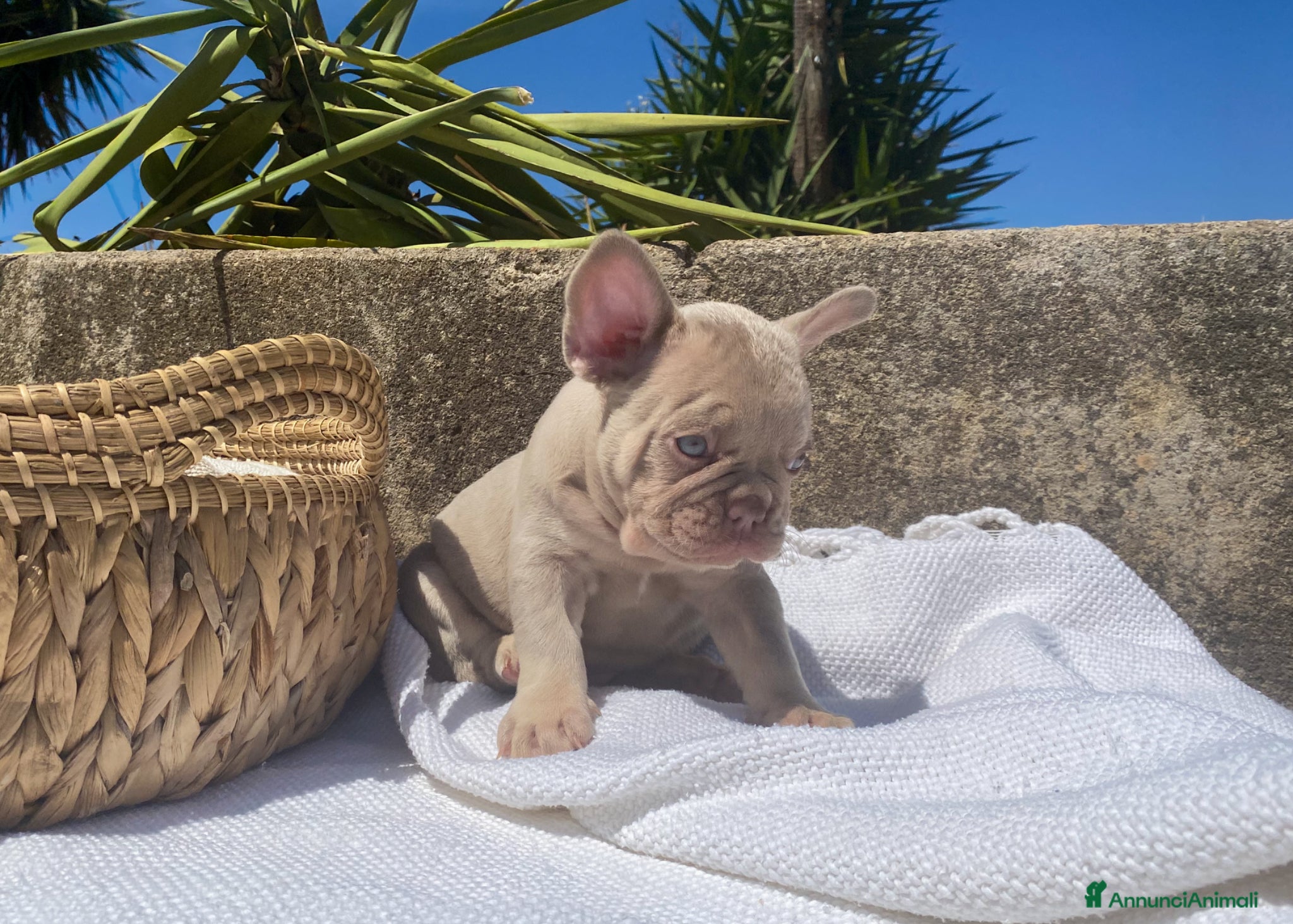 Bulldog Francese cani Splendidi cuccioli Bulldog Francese - Annuncio 2