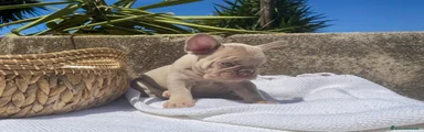 Bulldog Francese Cucciolo 4