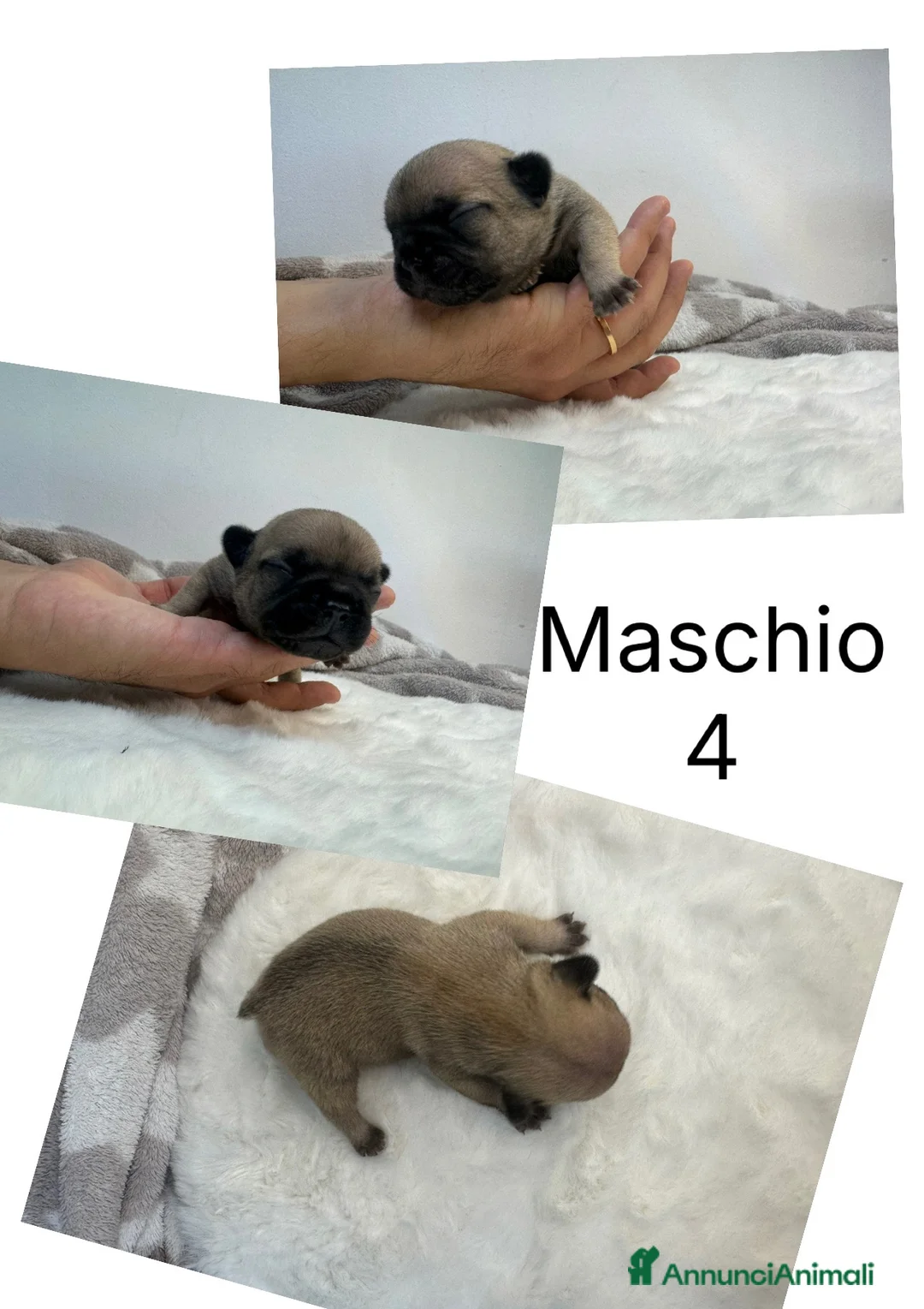 Bulldog Francese cani in vendita: Cuccioli di Bouledogue Francese - Annuncio 9