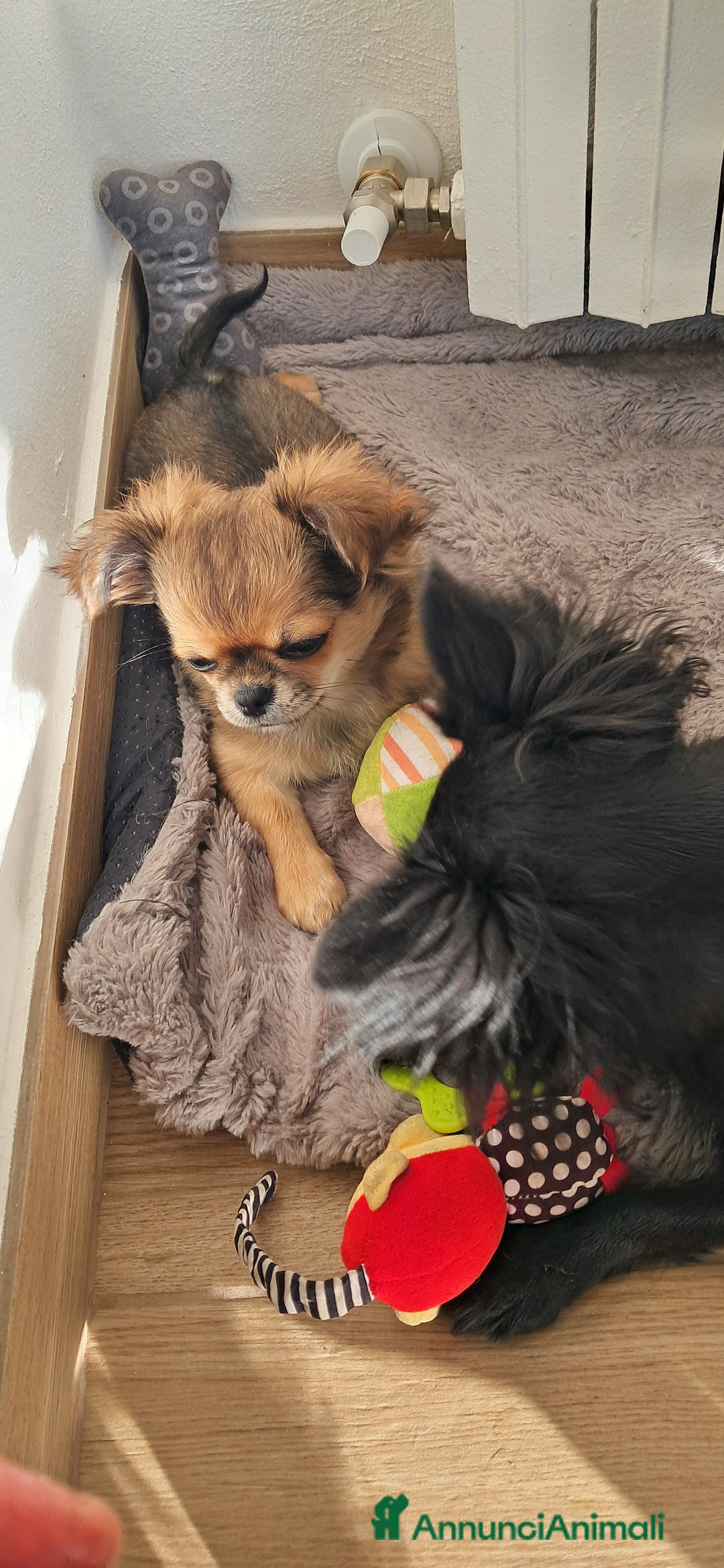 Chihuahua cani in vendita: Cucciola chihuahua con Pedigree Enci  - Annuncio 7