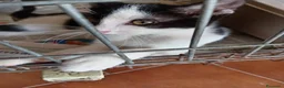 Europeo gatti in regalo: gatti cuccioli 2 mesi cercano casa❤️ - Annuncio 5
