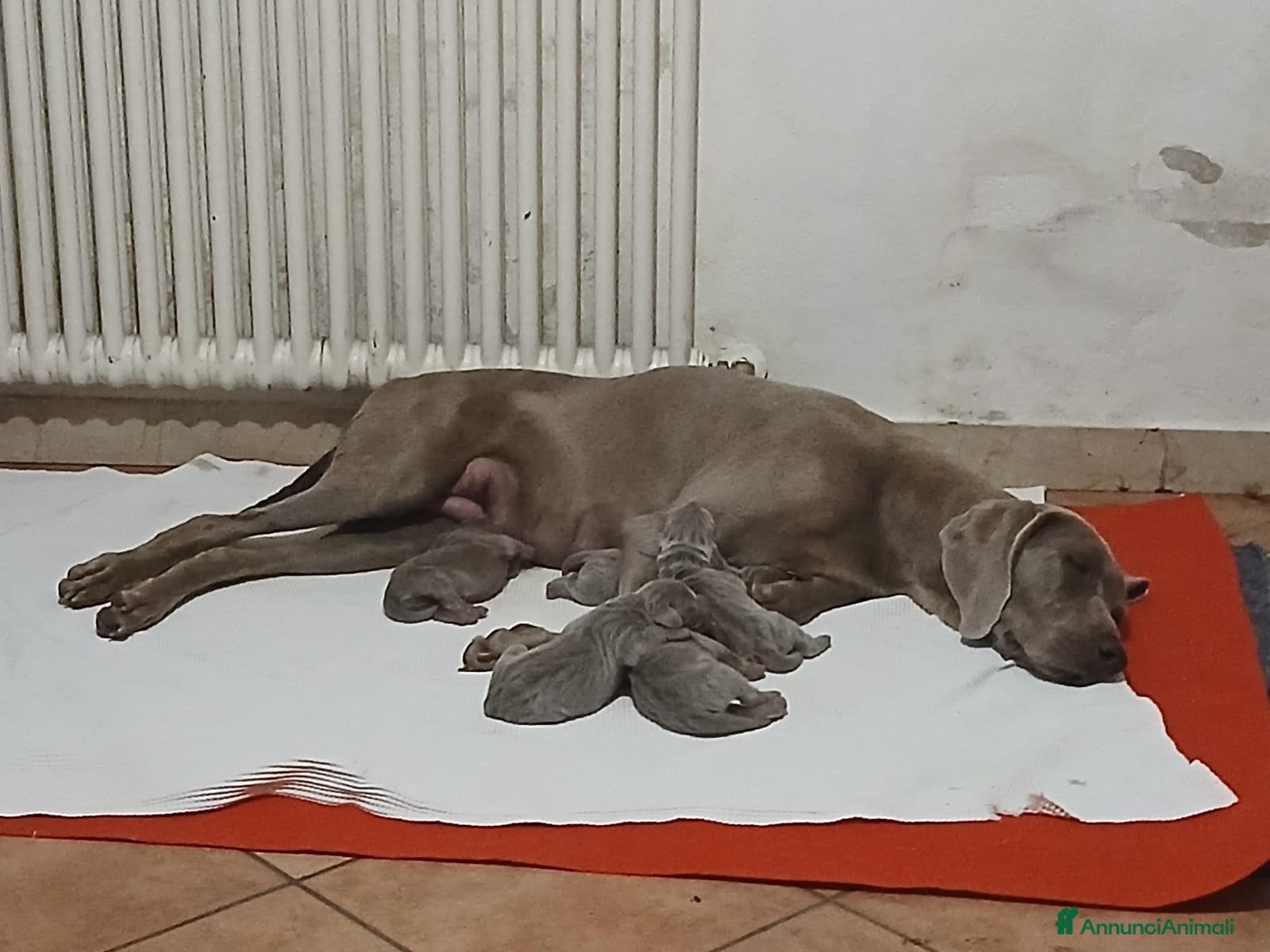 Segugio cani Vediamo weimaraner  - Annuncio 1