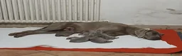 Segugio cani in vendita: Vediamo weimaraner  - Annuncio 1