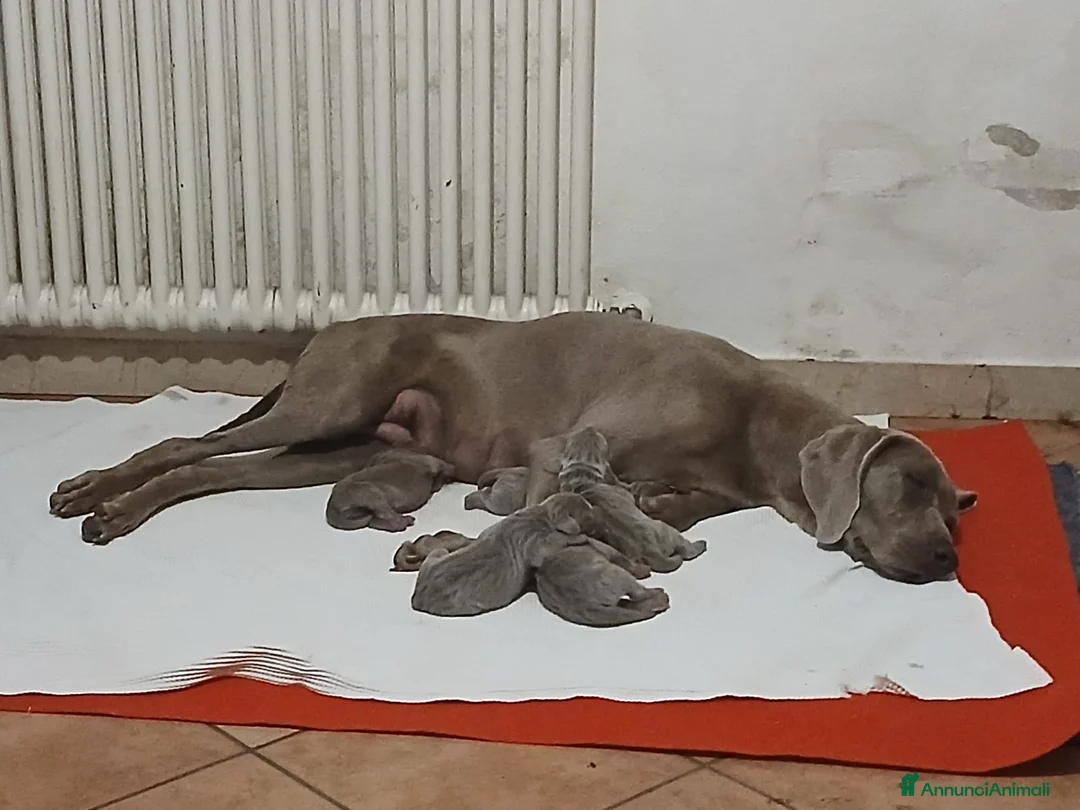 Segugio cani in vendita: Vediamo weimaraner  - Annuncio 1