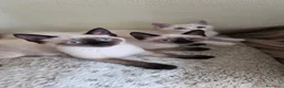 Siamese gatti in vendita: Vendo sorelle siamesi seal point a Provincia di Alessandria - Annuncio 5