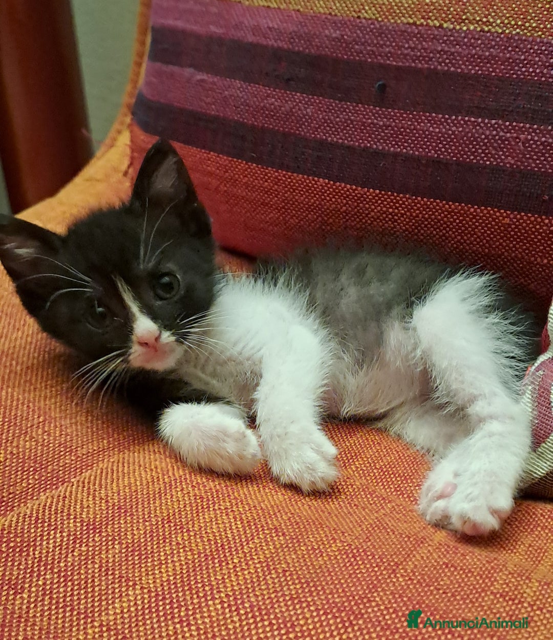 Altre razze gatti in regalo: Raki, micina Toy cerca adozione  a Città metropolitana di Roma Capitale - Annuncio 1