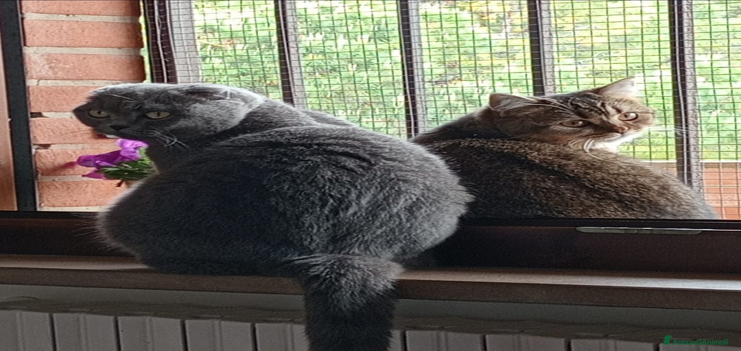 Immagine della galleria {{count}}