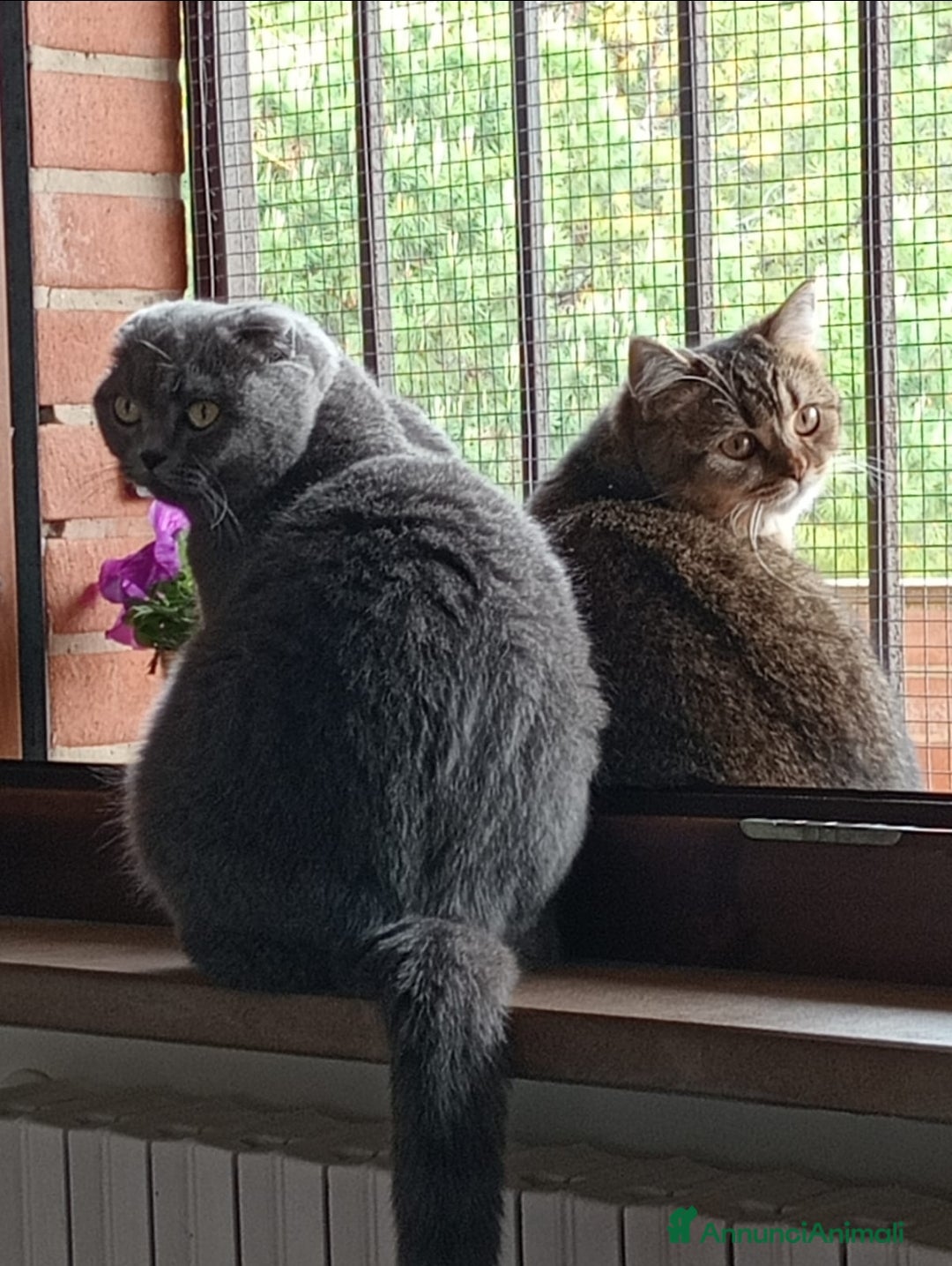 Immagine della galleria {{count}}