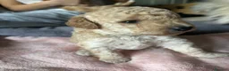 Meticcio cani in vendita: Barboncino nano/medio  - Annuncio 10