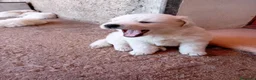 Pastore Abbruzzese Maremmano cani in regalo: Cuccioli di pastore maremmano a Città metropolitana di Sassari - Annuncio 8