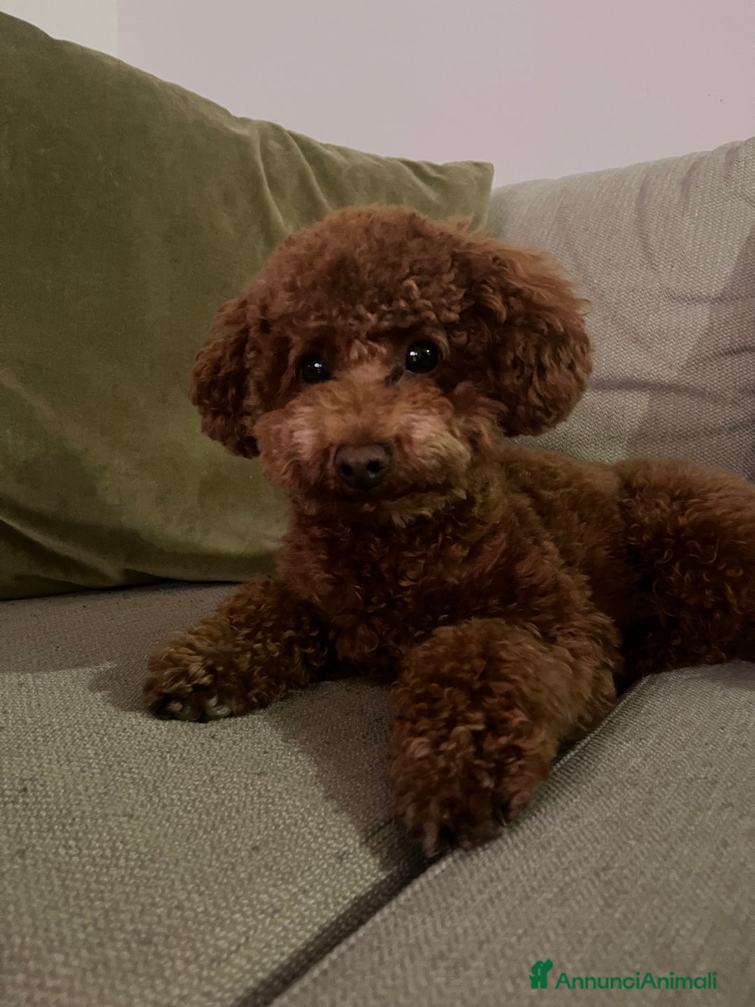 Barboncino Toy cani per accoppiamento: Disponibile per monta  - Annuncio 7