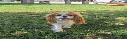 Cavalier King cani in vendita: Ultimo cucciolo di Cavalier King con Pedigree - Annuncio 5