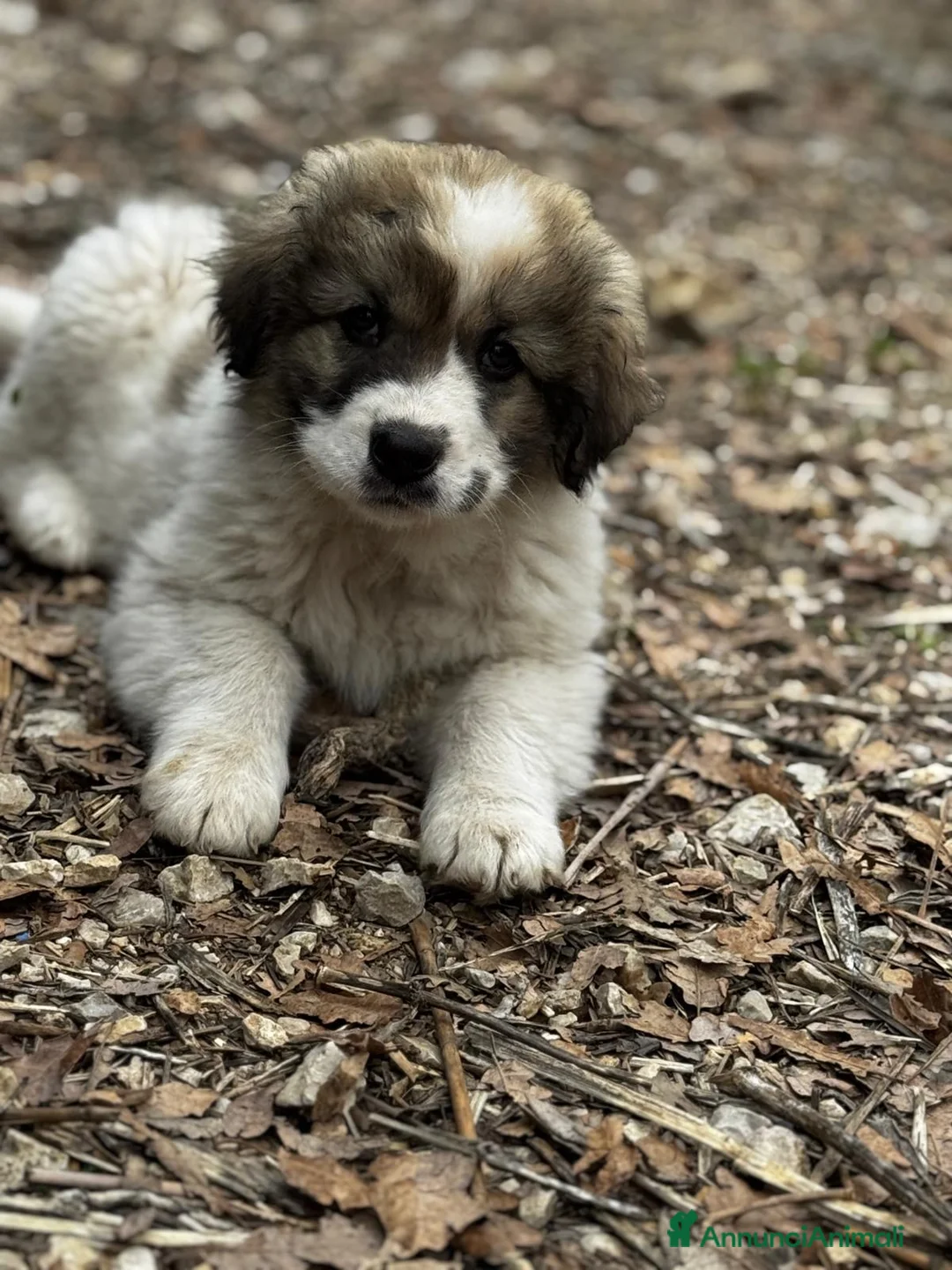 Meticcio cani in regalo: Milady a Provincia di Como - Annuncio 2