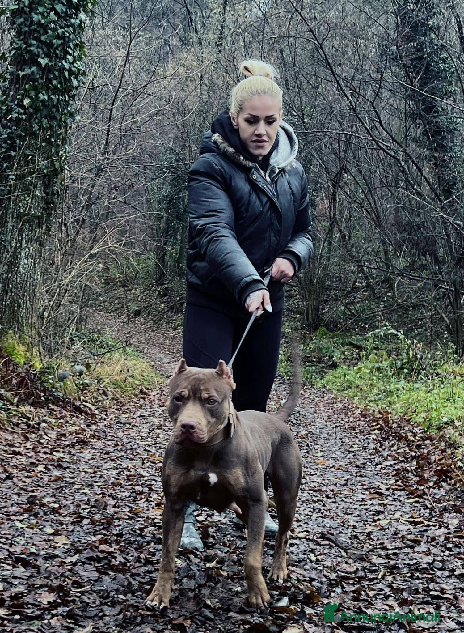 Pitbull cani in vendita: Ultime femmine Pitbull ukc  - Annuncio 5