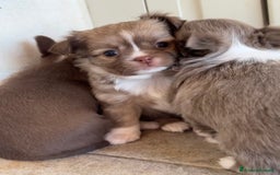 Chihuahua cani in vendita: Cuccioli di chihuahua  a Città metropolitana di Milano - Immagine 13