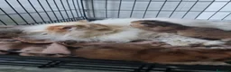 Persiano gatti in vendita: Gattine persiane con Pedigree ENFI - Annuncio 6