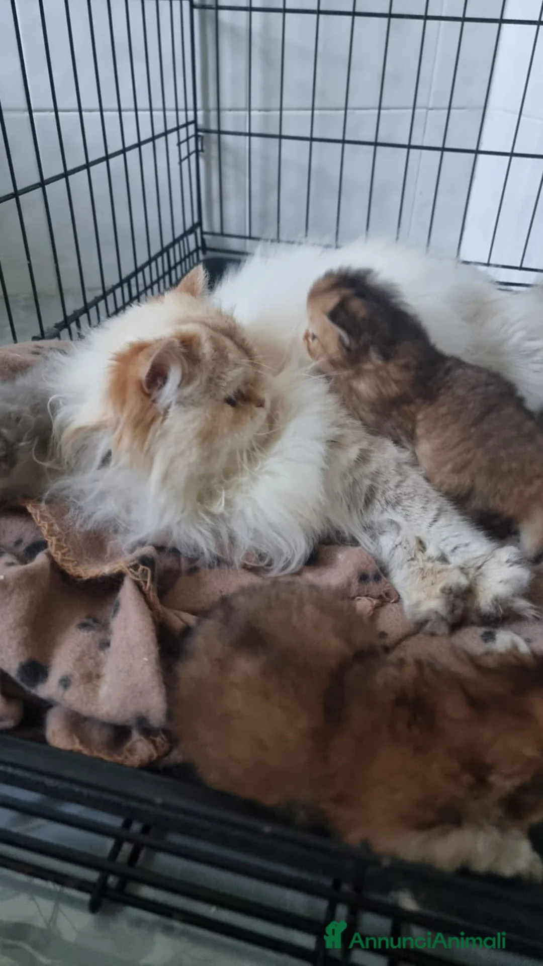 Persiano gatti in vendita: Gattine persiane con Pedigree ENFI - Annuncio 6
