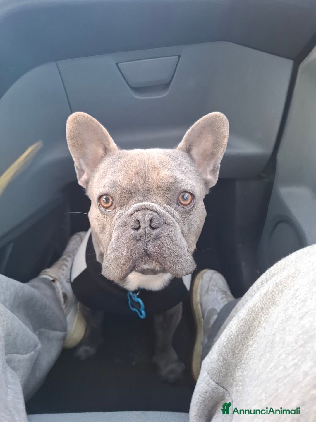 Bulldog Francese cani per accoppiamento:  Ciccio Maschio Bulldog Francese Cerca Femmina - Annuncio 2