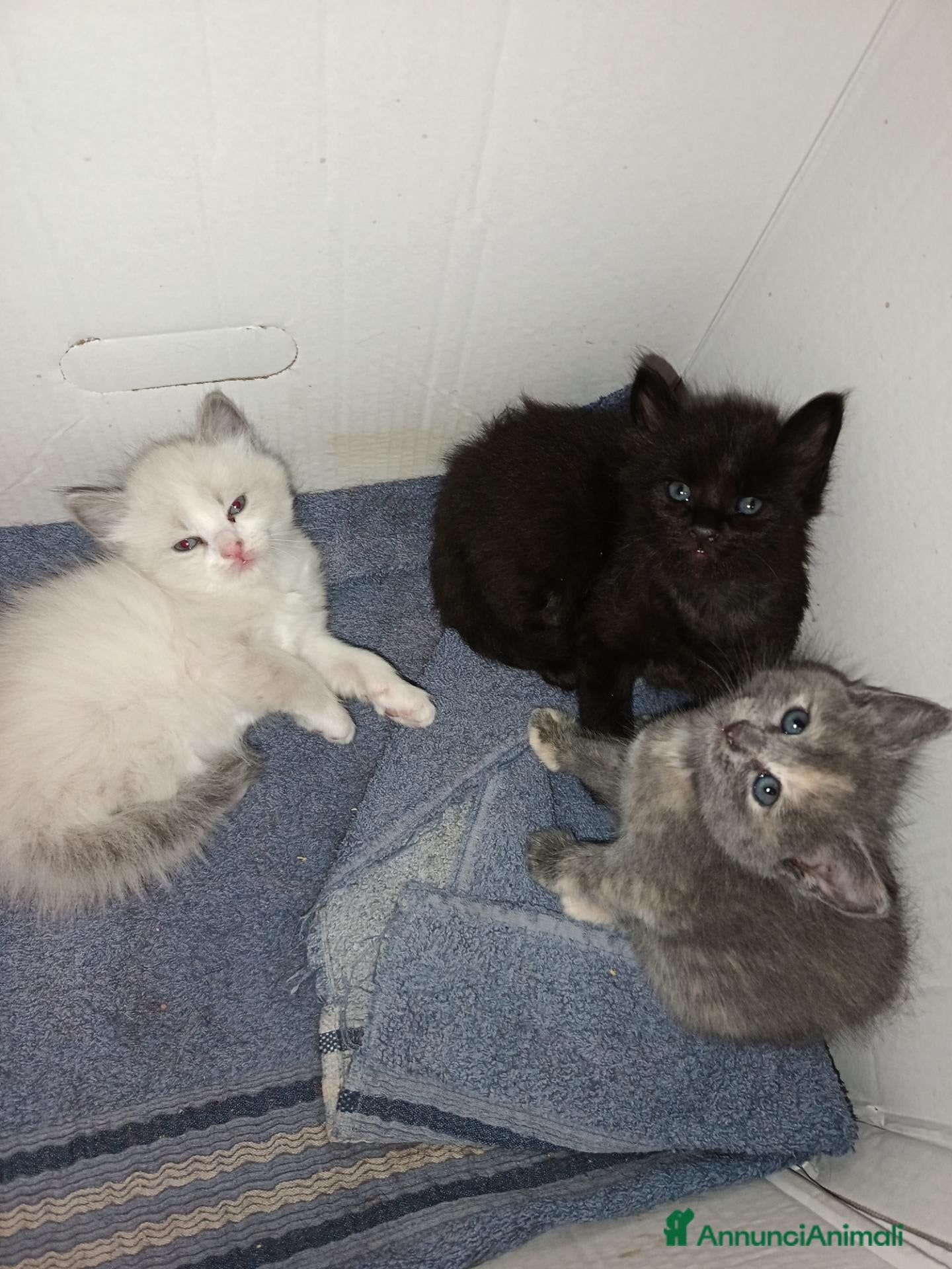 Altre razze gatti Gatto nero di 2 mesi e mezzo  - Annuncio 8