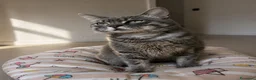 Certosino gatti in regalo: Incrocio certosino di un anno - Annuncio 5