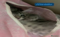 Siberiano gatti in vendita: Vendesi gattini Siberiani  - Immagine 6