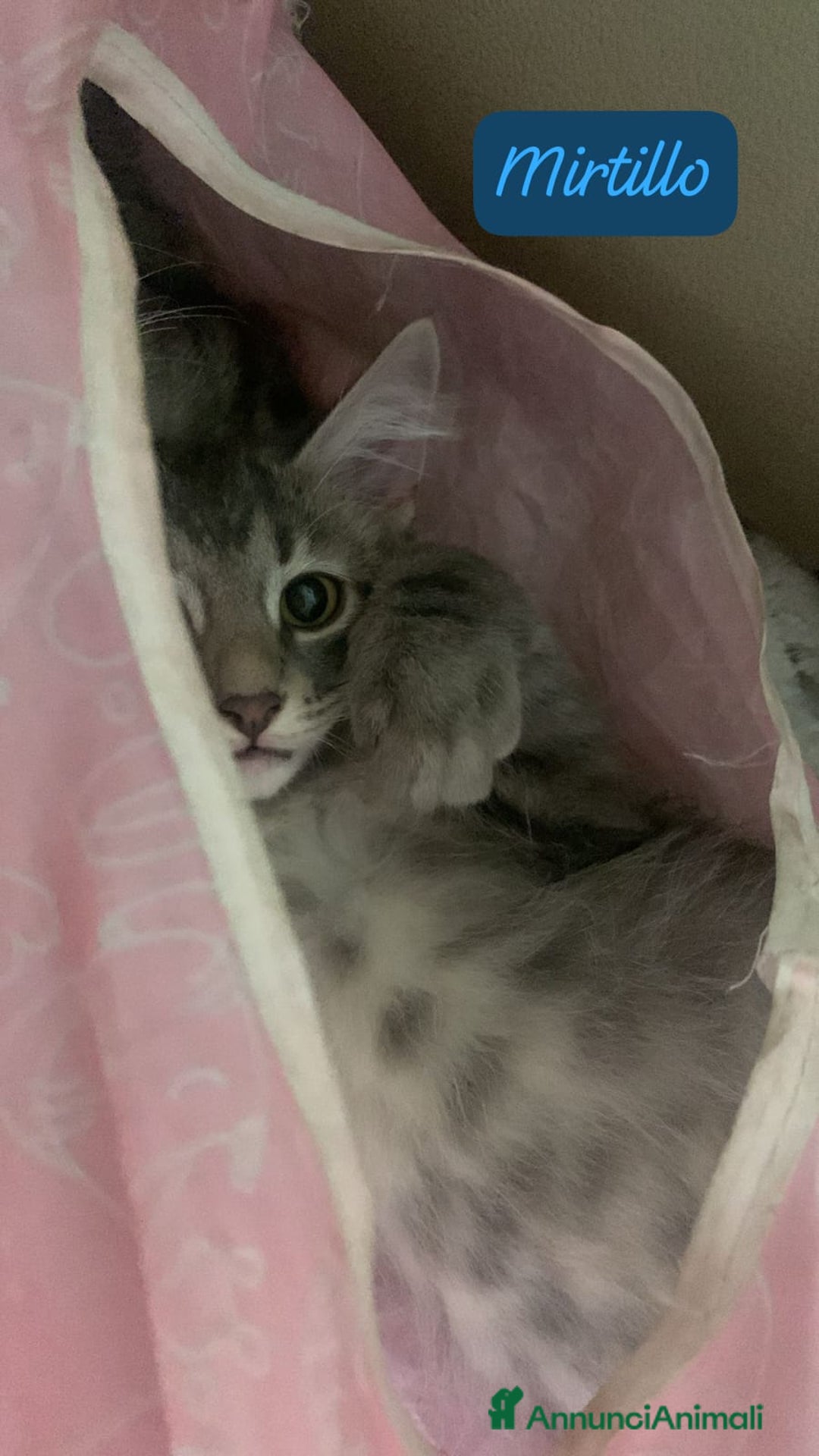 Siberiano gatti in vendita: Vendesi gattini Siberiani  - Annuncio 6