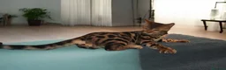 Bengala gatti in vendita: Stupendo gattino Bengala  - Annuncio 4