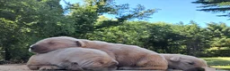 Golden Retriever cani in vendita: Cuccioli Golden Retriever Americano  a Provincia di Cremona - Annuncio 3