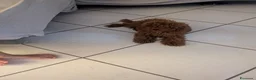 Barboncino Toy cani in vendita: Barboncino Toy  a Provincia di Caserta - Annuncio 8