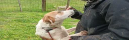 Meticcio cani in regalo: PORTHOS UNO DEI TRE MOSCHETTIERI CERCA CASA - Annuncio 2