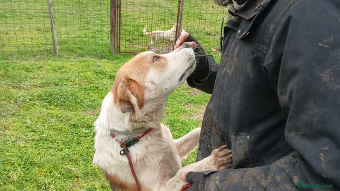 Meticcio cani in regalo: PORTHOS UNO DEI TRE MOSCHETTIERI CERCA CASA - Annuncio 2