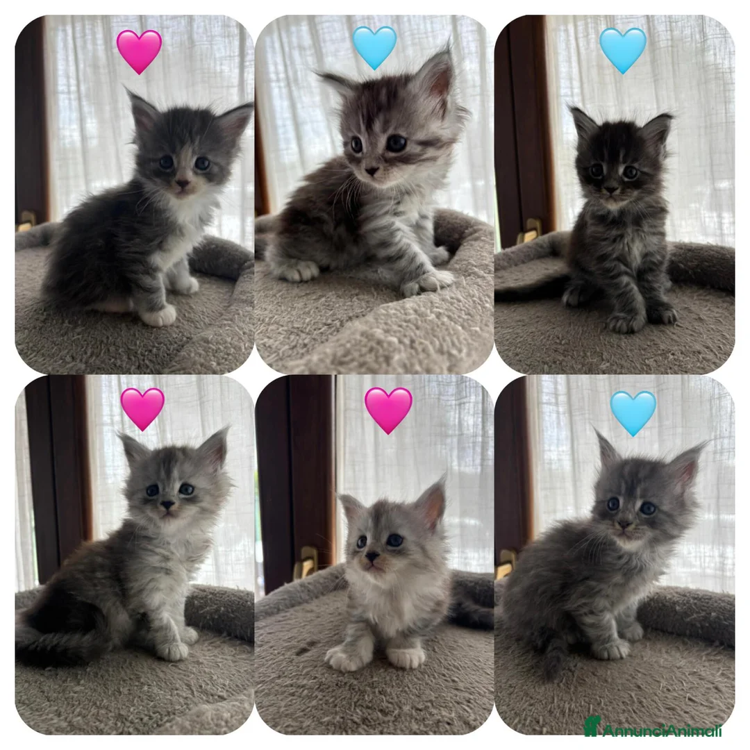 Maine Coon gatti in vendita: cuccioli maine coon a Città metropolitana di Roma Capitale - Annuncio 2