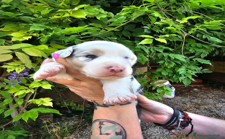 Australian Shepherd cani a Provincia di Asti - Annuncio 7